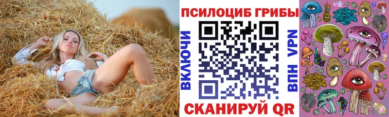 где найти   Эртиль  Галлюциногенные грибы MAGIC MUSHROOMS 
